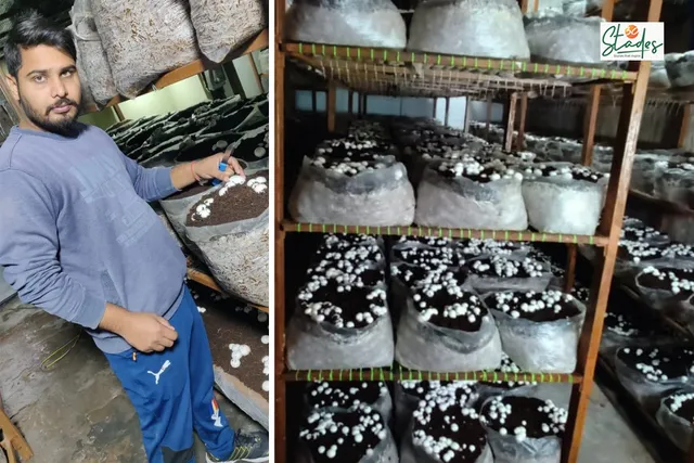 This MBA mushroom farmer Manish Yadav earns Rs5 lakh a month from just a 1400 sq ft unit